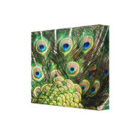 Peacock feathers canvas print wrappedcanvas