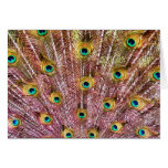 Peacock Feathers Card