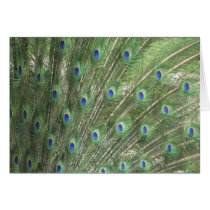 Peacock Feathers cards