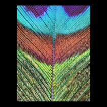 Peacock feather's close up posters
