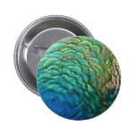 Peacock Feathers Design Button