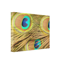 Peacock Feathers Gallery Wrap Canvas