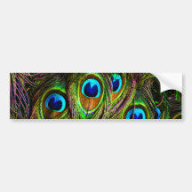 Peacock Feathers Invasion Bumper Stickers