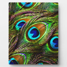 Peacock Feathers Invasion - Display Plaques