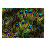 Peacock Feathers Invasion Greeting Cards