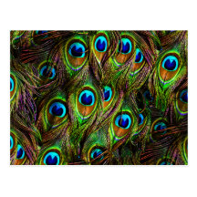 Peacock Feathers Invasion Postcard