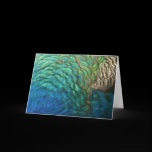 Peacock Feathers Nature Card