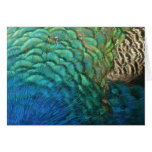 Peacock Feathers Nature Card