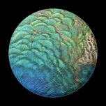 Peacock Feathers Nature Magnet