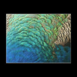 Peacock Feathers Nature Postcard