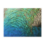 Peacock Feathers Nature Postcard