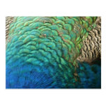 Peacock Feathers Nature Postcard