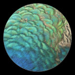Peacock Feathers Nature Sticker
