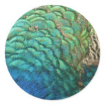 Peacock Feathers Nature Sticker