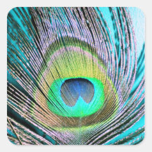 Peacock Feathers on turquoise Sticker