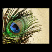 Peacock Feathers on Wall Poster posters
