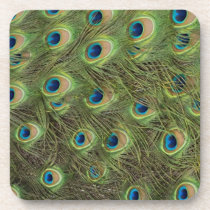 Peacock Feathers Pattern Coasters