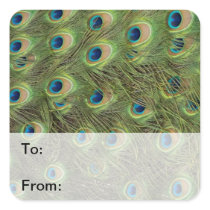 Peacock Feathers Pattern Gift Tags Square Sticker