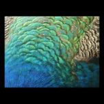 Peacock Feathers Photo Print
