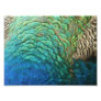 Peacock Feathers Photo Print