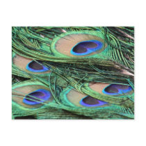 Peacock Feathers Postcards