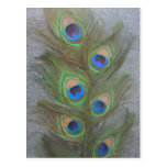 Peacock Feathers Postcard