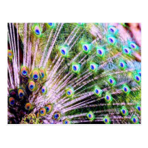Peacock Feathers Postcards