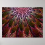Peacock Feathers Poster