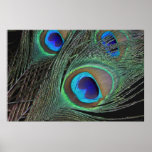 Peacock Feathers Poster