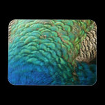 Peacock Feathers Premium Magnet