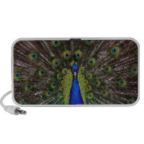 Peacock Feathers speakers