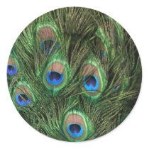 Peacock Feathers Round Stickers