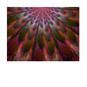 Peacock Feathers t-shirts