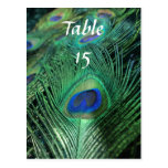 Peacock Feathers Wedding Table Numbers Postcard