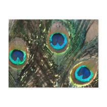 Peacock Feathers with Rocks Postcards