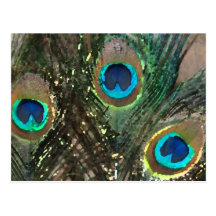 Peacock Feathers with Rocks Postcards