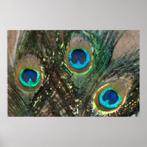 Peacock Feathers with Rocks Print
