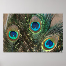 Peacock Feathers with Rocks Print