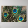 Peacock Feathers with Rocks Print