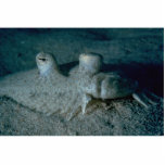 Peacock flounder photo cutout