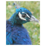 peacock full color flyer