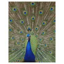 Peacock Flyers