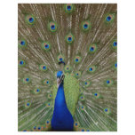 Peacock flyers