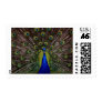 Peacock Glory
