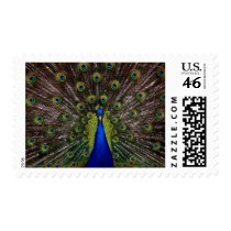 Peacock Glory Postage Stamp
