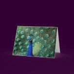 Peacock, greeting card