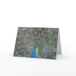 Peacock Greeting Card