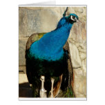 peacock greeting card