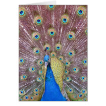 Peacock Greeting Card cards
