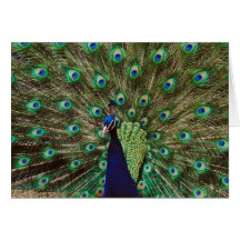 Peacock Greeting Card